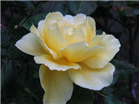 Buttercream rose